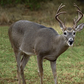 Sloth (USA-2) : That Captain's Combo Looks Good (Mit Extending Rod)!